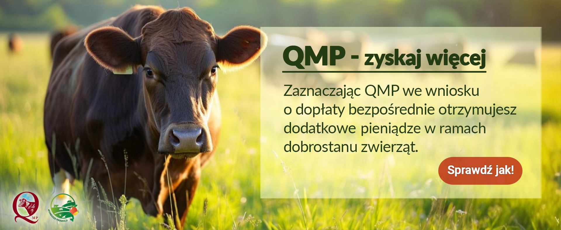 Ekoschemat „Dobrostan zwierząt” Dodatkowe pieniądze dla hodowców bydła z QMP – tylko do 16 czerwca!